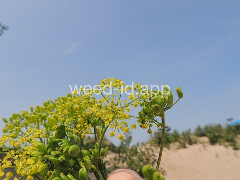 parsnip, wild